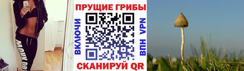 Галлюциногенные грибы Cubensis  Гдов 